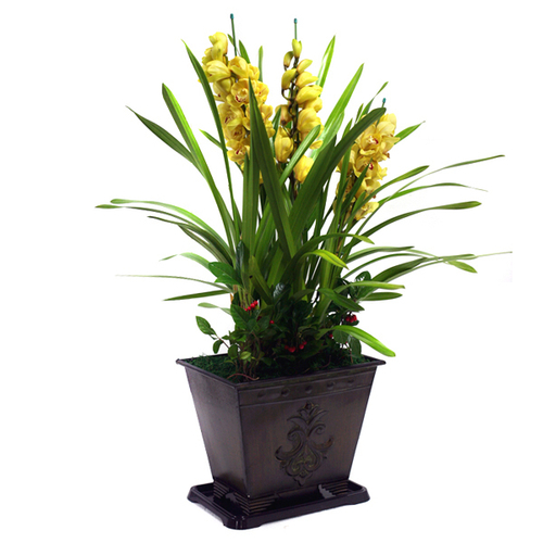 심비디움(옐로우)